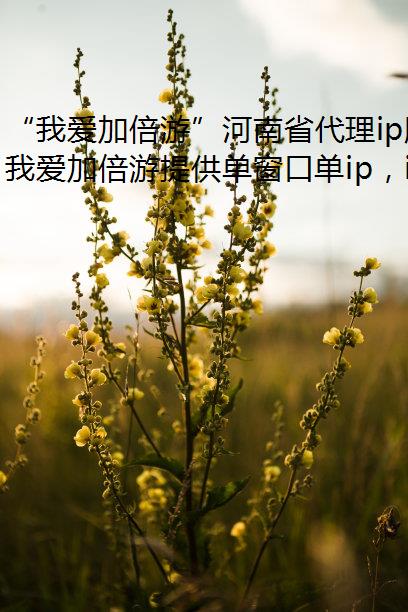 “我爱加倍游”河南省代理ip服务全解析：动态/静态ip应用与单窗口单ip技术实现